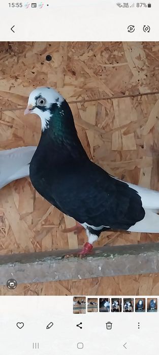 Vând porumbei ornamente