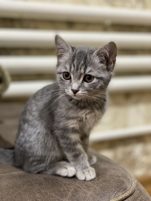 3 oylik zotdor mushukchalar