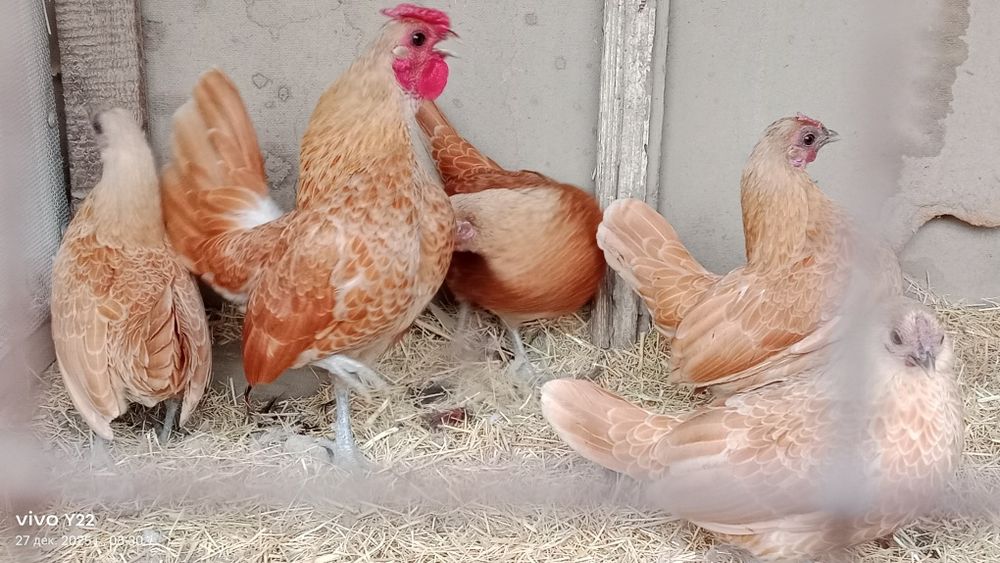 Сибрайт шамуалар сотилади