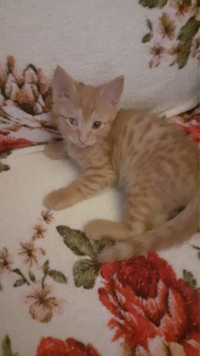 отдам котят Бесплатно