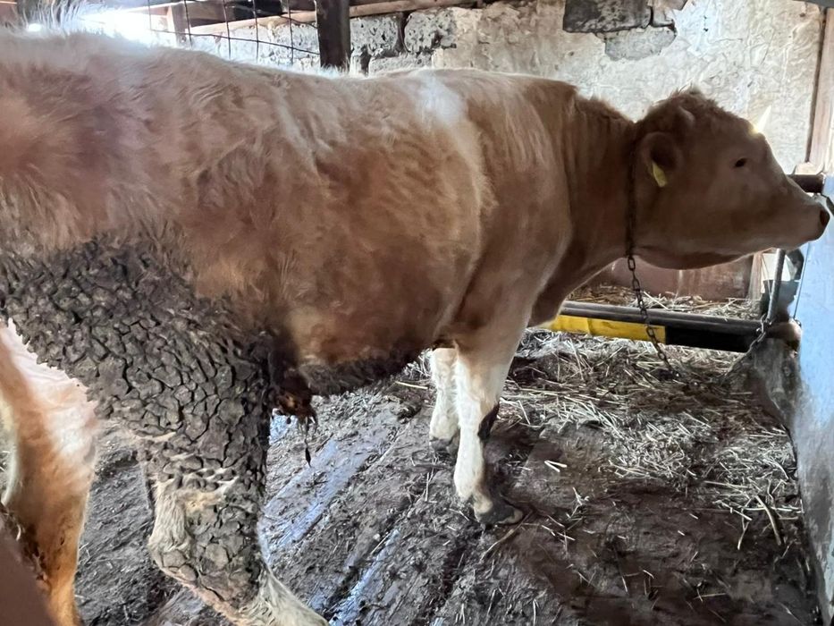 Бык на мяса . Стоит на откормем