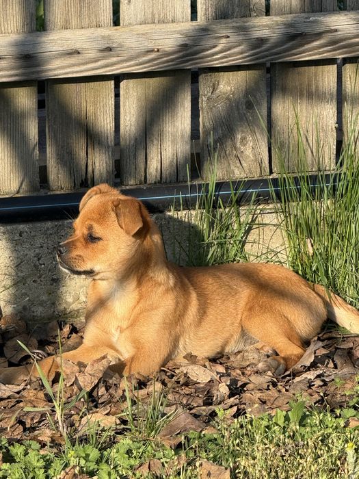 Donatie catelusa- 4 luni