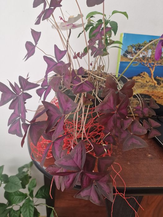 Комнатные цветы растения