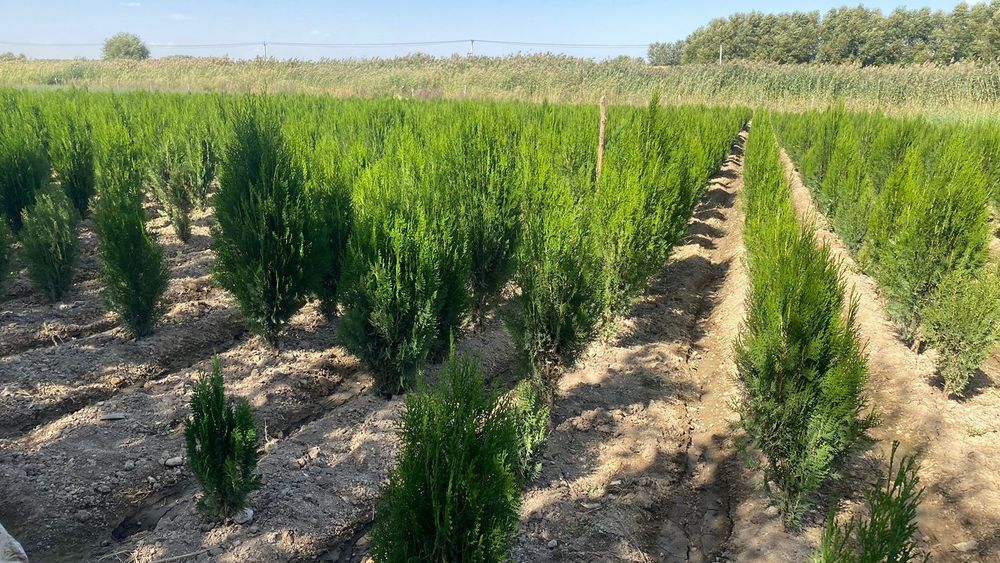 Саженцы все виды