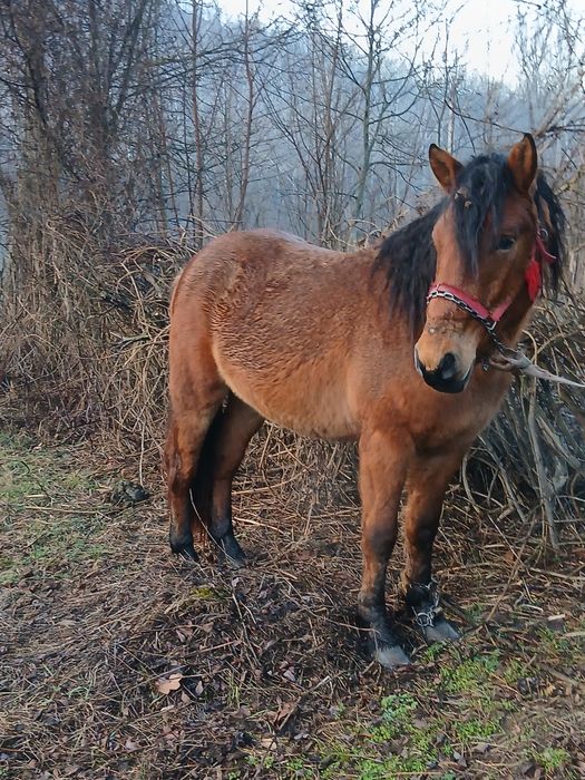 Vand manz de 1 an si 6 luni pus doar la târâș