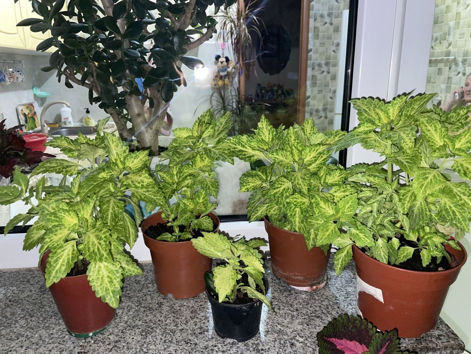 Продам декоративную крапиву