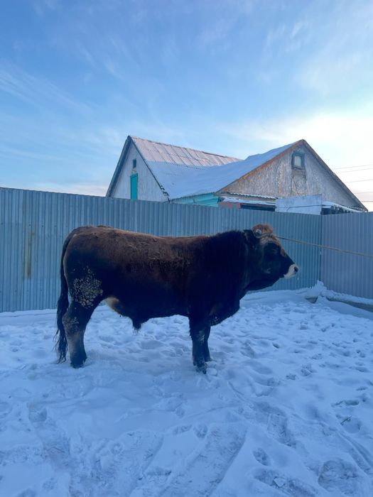 Продаю бычок бык 2.5 года бұқа бука