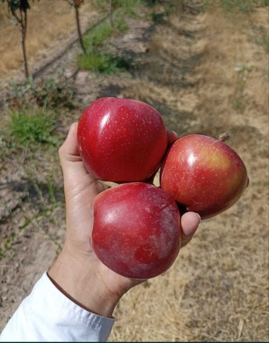 Олма кучатлари бор 100 фойз