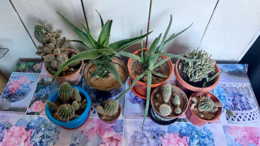 Продам или обменяю на алоэ вера,золотой ус,фикус,каланхоэ.