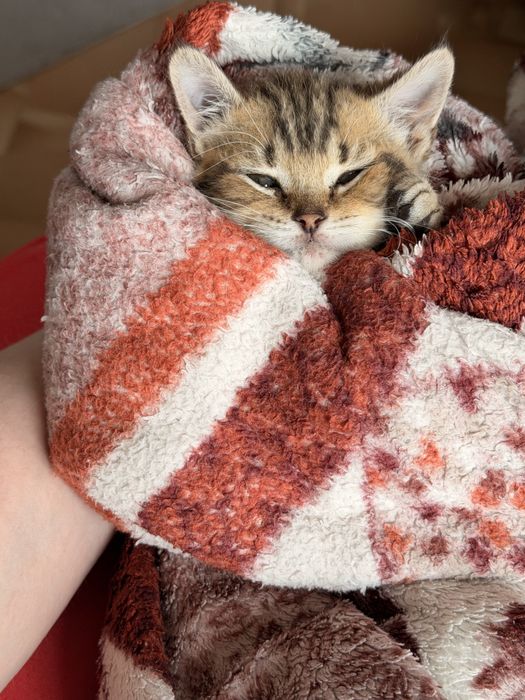 Котята породы скоттиш страйт 2мес