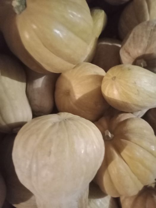 Тыква японка по 250тг.