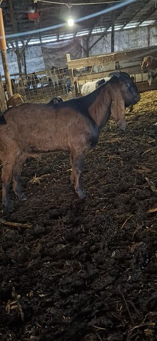 Vând tapi anglonubian