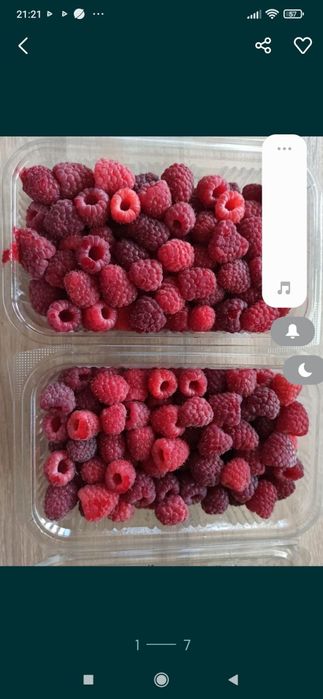 Zmeură bio anul 2025.