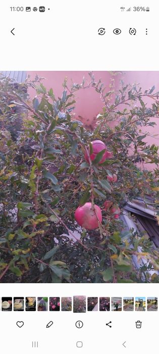 Саженцы, куст Граната даёт  урожай