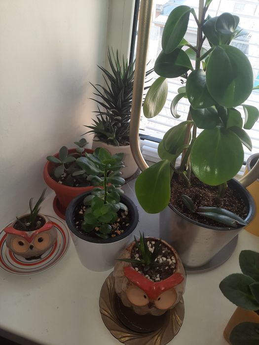 Комнатные цветы ухоженные продам