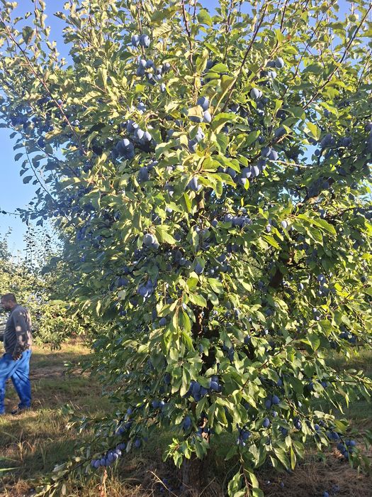 Prune pentru țuică