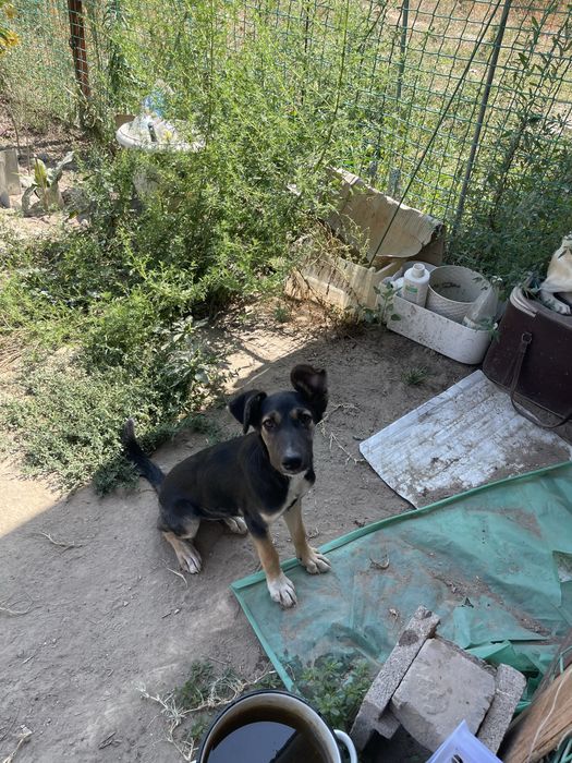 Щенок в поиске любящей семьи