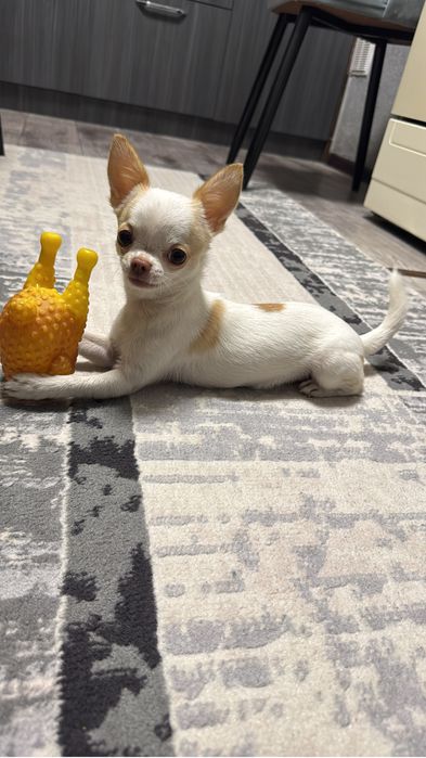 Продается Чихуахуа мини , тип кобби бэби фейс