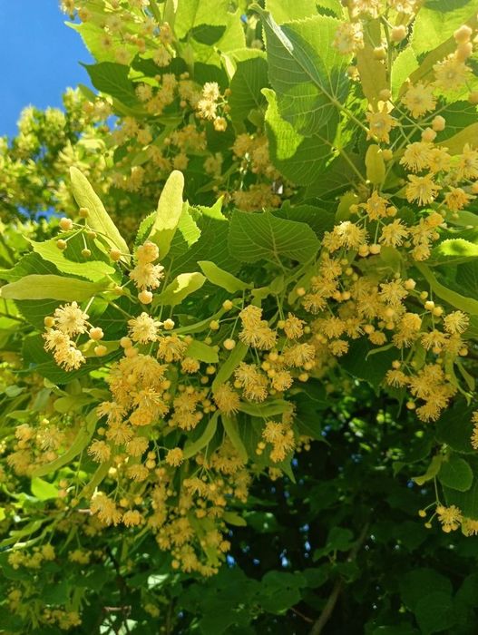 Tei de floare și parfum altoit