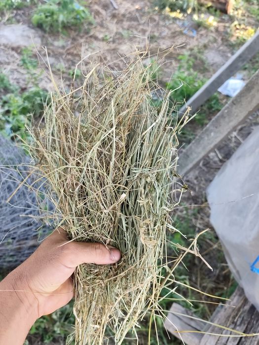 Baloți de vânzare de iarbă iarbă cu lucernă şi lucernă
