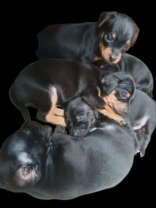 Продам щенят Той-терьера