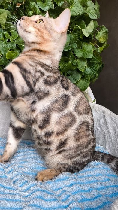 ШИКАРНЫЙ котик - Бенгал серебро