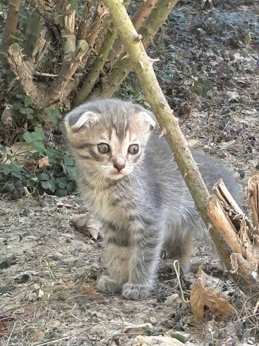 Вислоухие котята
