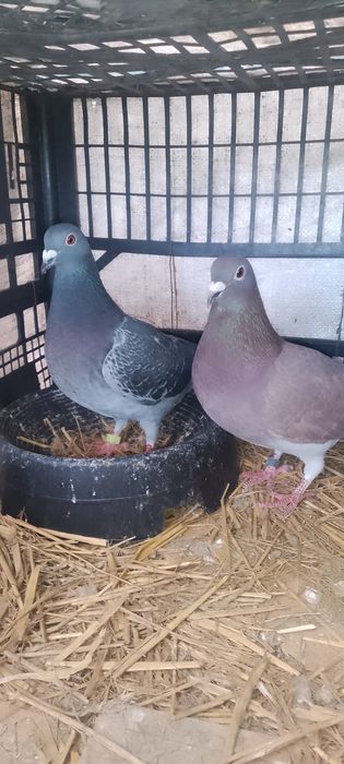 Vând porumbei, diferite rase!