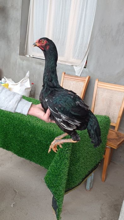 Dakan tovuq sotiladi