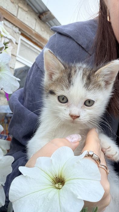 Отдам в добрые руки котят.