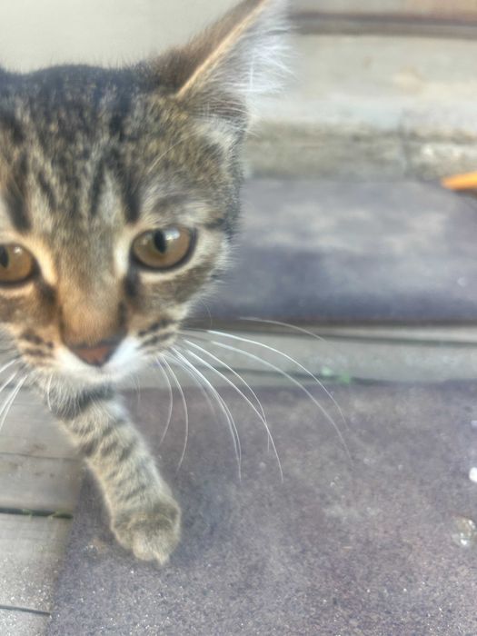 Бала мысық жақсы қолға, котенок в добрые руки
