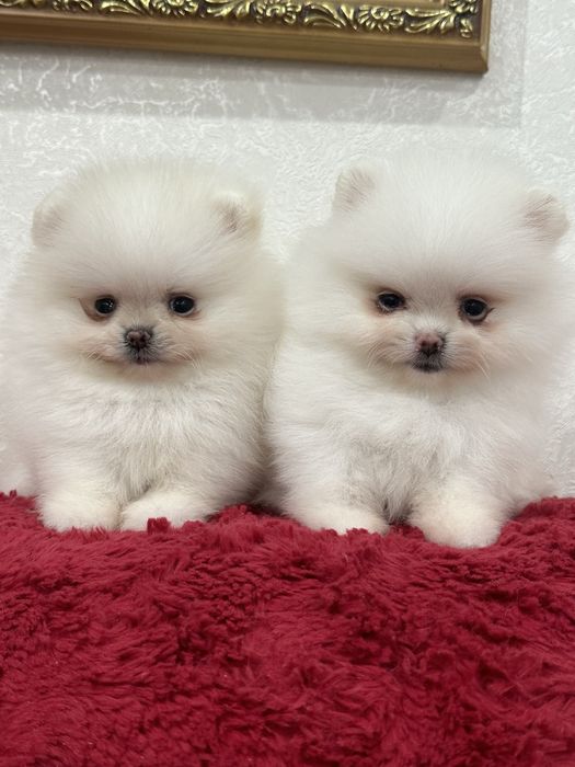 Кукольные мальчики и девочки беби фейс