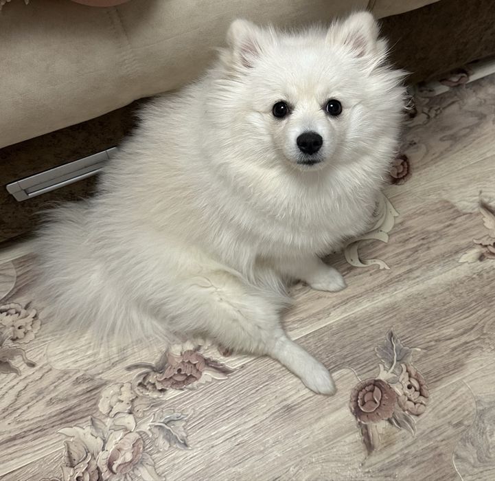 Продам девочку померанский шпиц