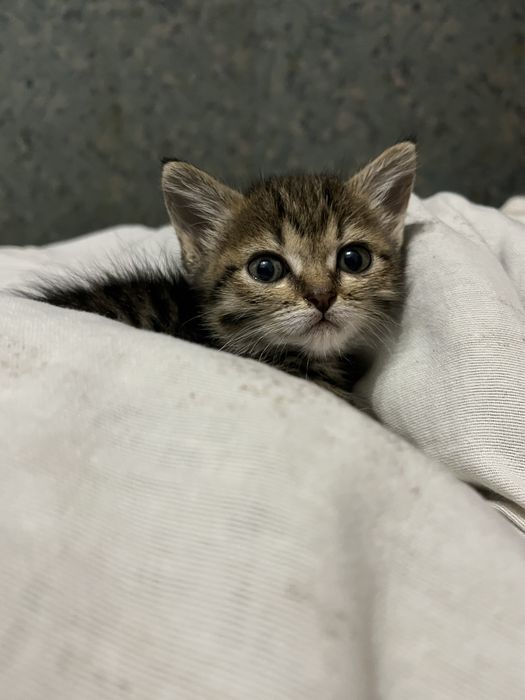 Отдам котенка у хорошие руки