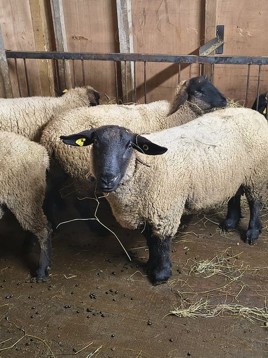 Berbec sufolk de prasila