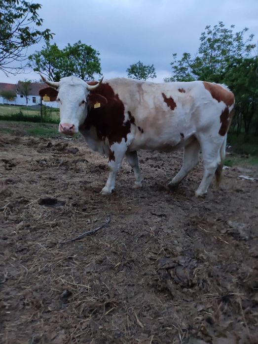 De vânzare o junincă frumoasă si cuminte 2 ani gestantă