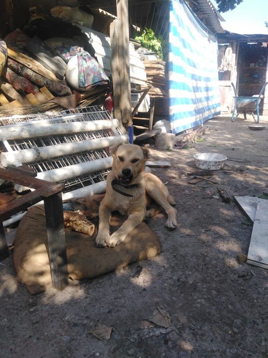 Алабай 6 месяцов, имеется паспорта, прививки сделаны  продаётся