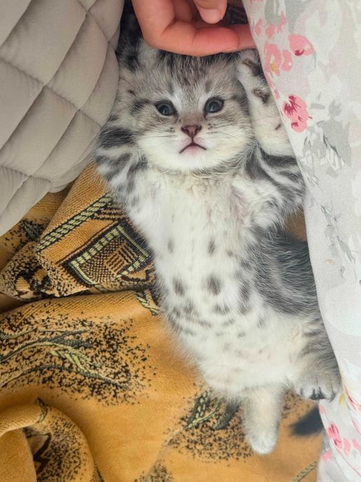 Шотландский вислоухий котенок
