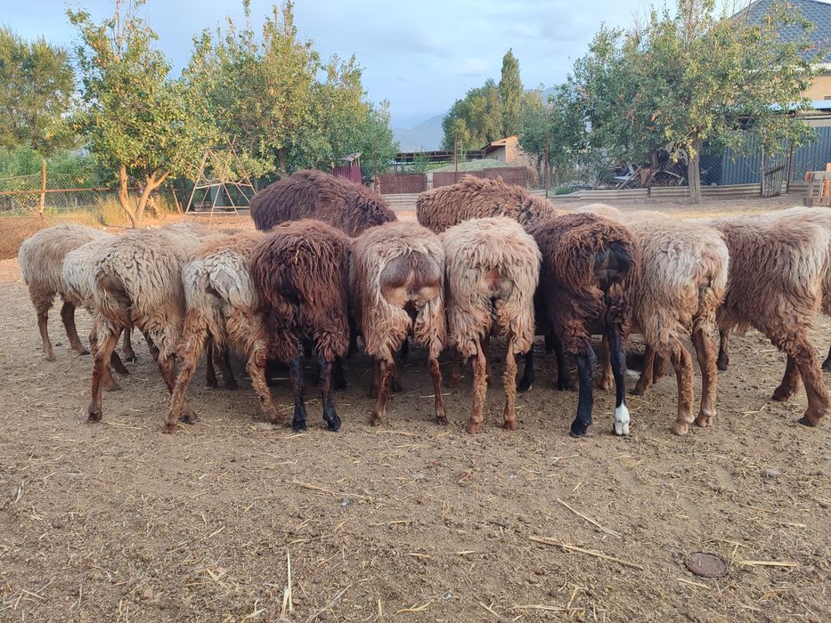 Козылар сатылады