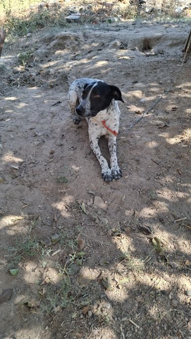 Продаётся умная сабака в хорошей руки