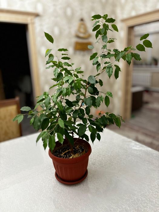 Комнатные цветы разные