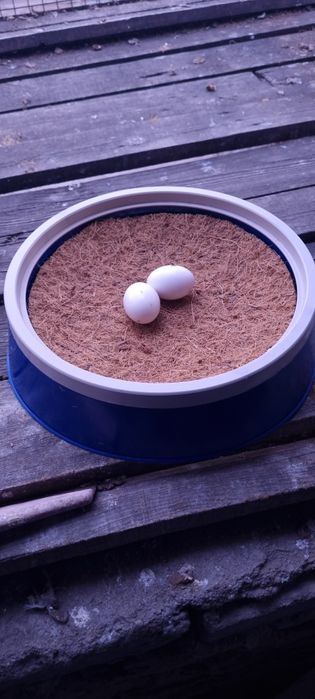 Гнёзда для голубей