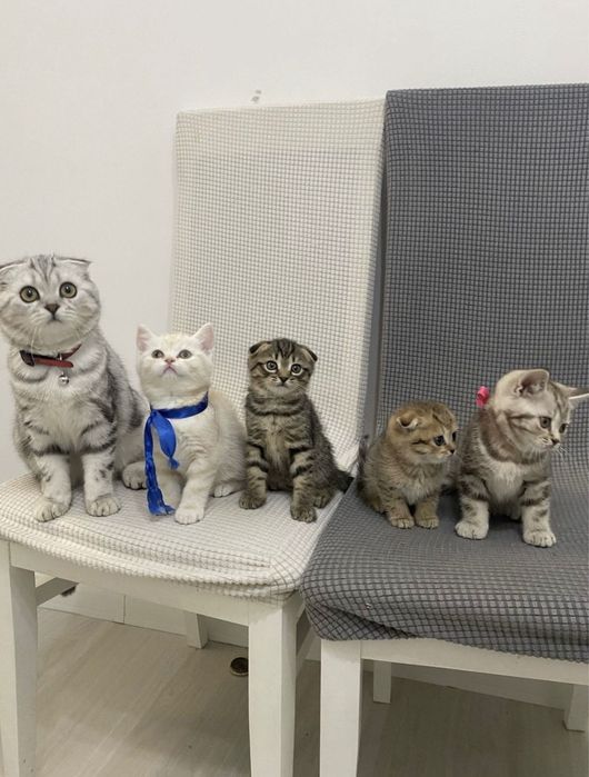 Шотландские котята
