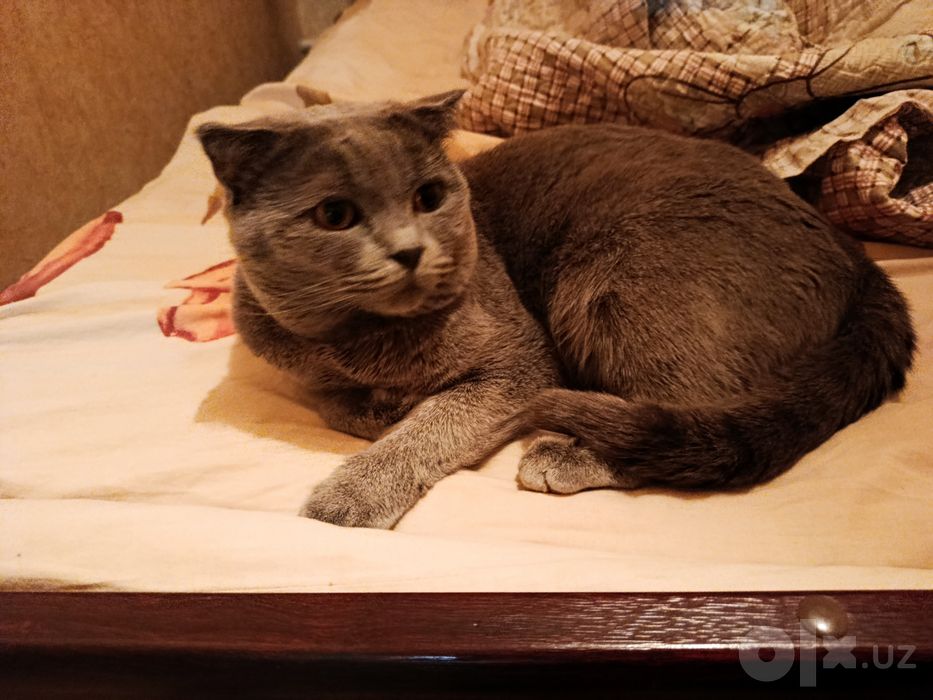 Scottish fold tozza kon