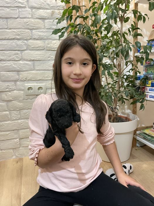 Уникални Мини Пудел