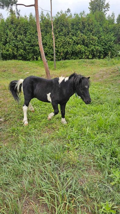 Продам пони красивое