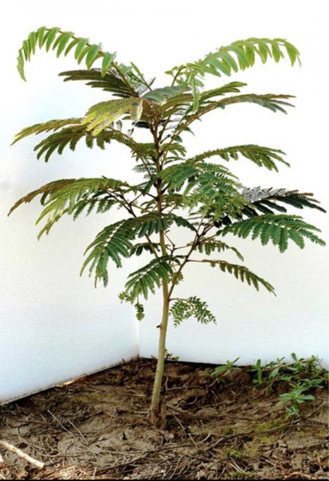 Albizia , arborele de mătase