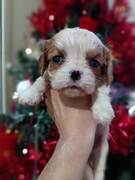 Кавалеры мальчишки