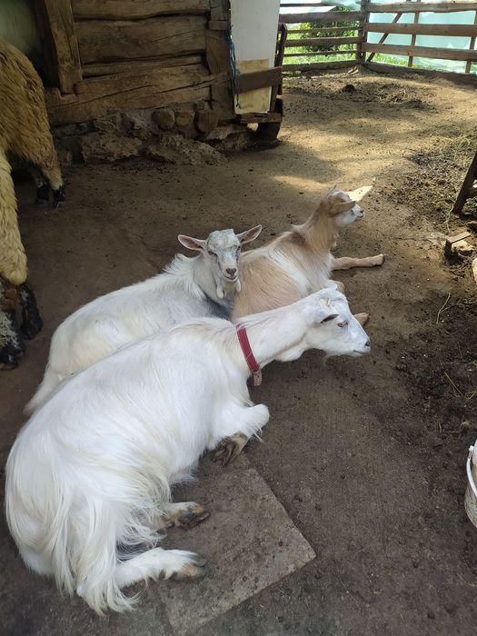 Schimb echipă de căprițe țapi ieduțe le dau pe nutreț sau alte animale