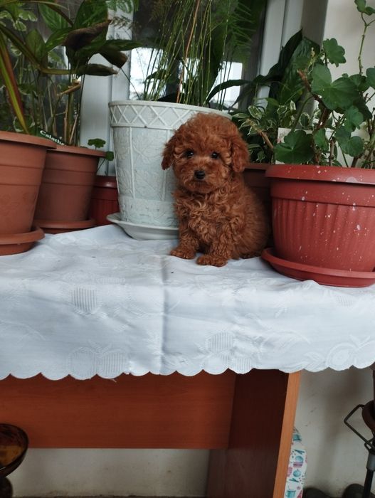 Той Пуделчета  Toy Poodle.
